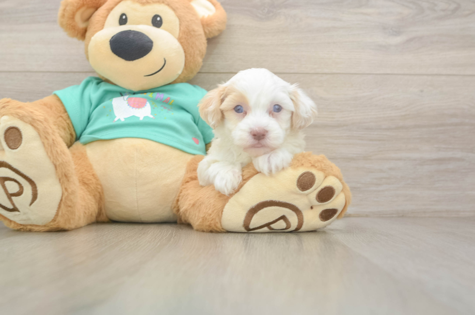5 week old Havapoo Puppy For Sale - Seaside Pups