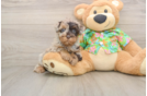 Petite Havapoo Poodle Mix Pup