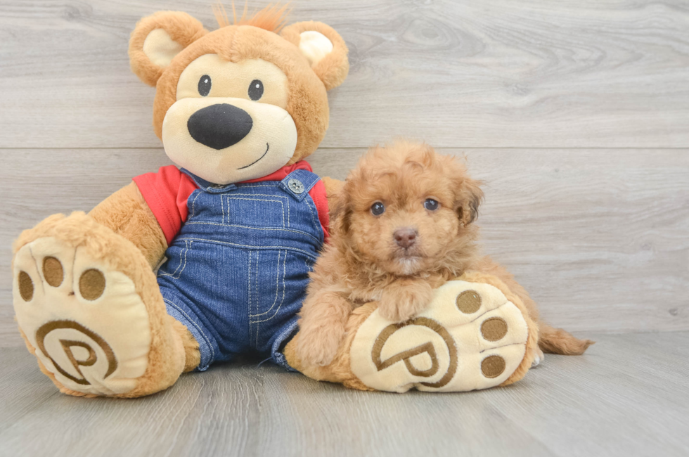 5 week old Havapoo Puppy For Sale - Seaside Pups