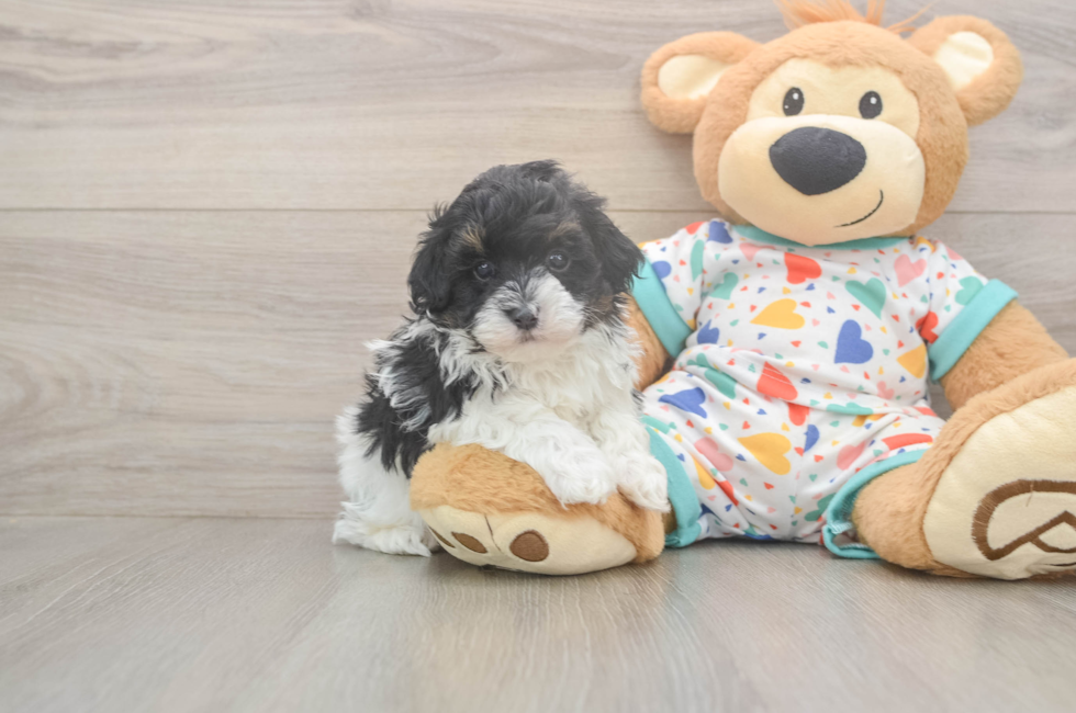 5 week old Havapoo Puppy For Sale - Seaside Pups