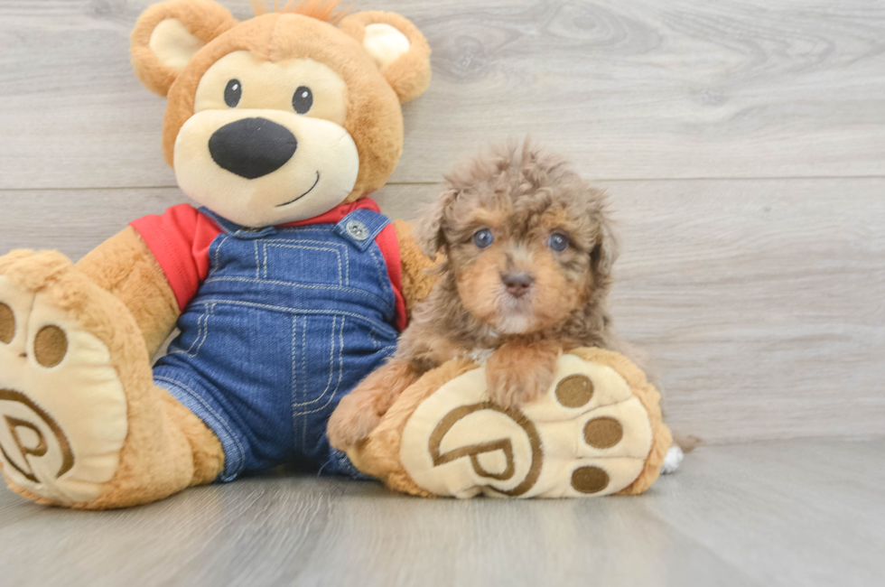 5 week old Havapoo Puppy For Sale - Seaside Pups