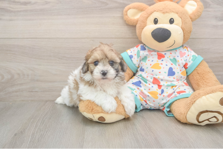 Playful Havadoodle Poodle Mix Puppy