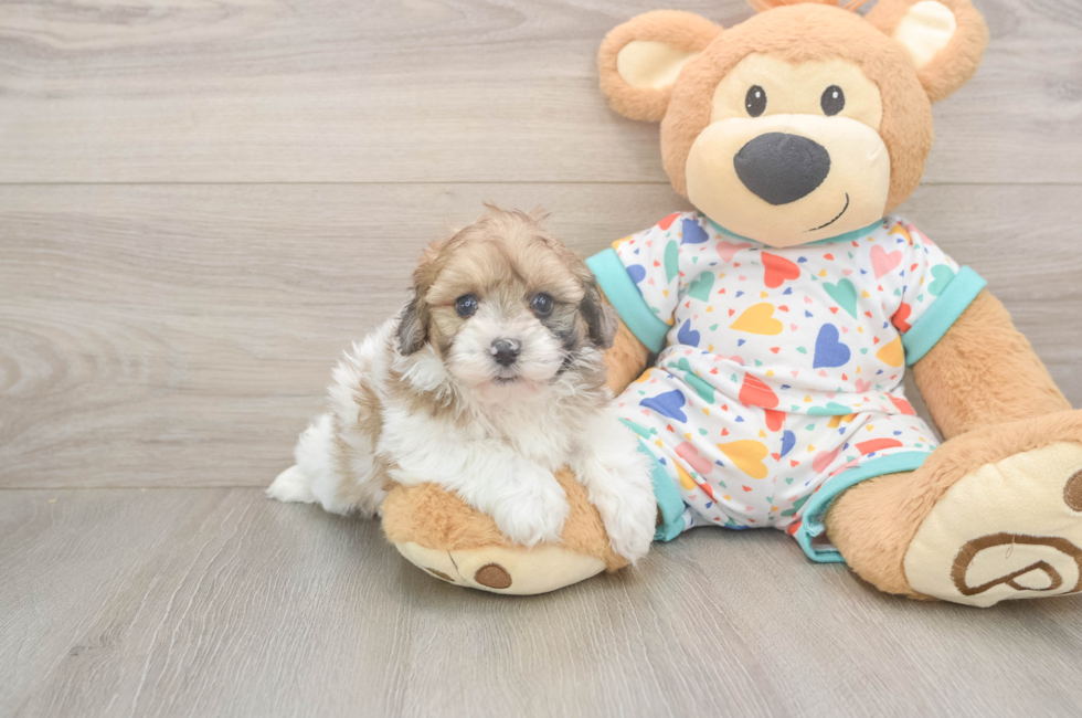 5 week old Havapoo Puppy For Sale - Seaside Pups