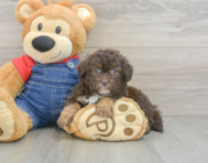 9 week old Havapoo Puppy For Sale - Seaside Pups
