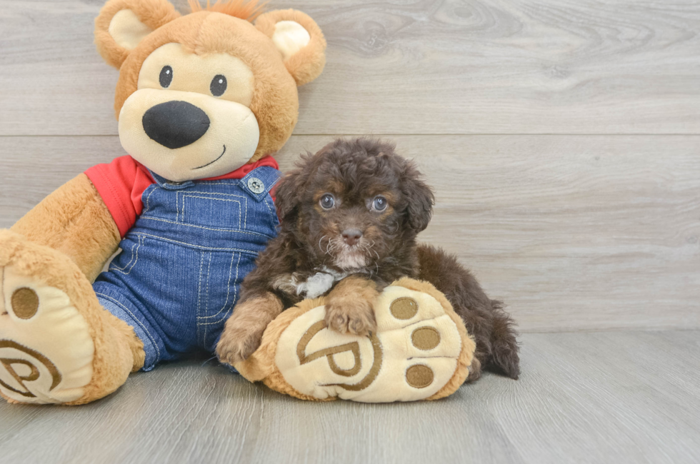 5 week old Havapoo Puppy For Sale - Seaside Pups