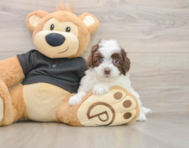 8 week old Havapoo Puppy For Sale - Seaside Pups