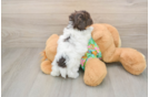 Havapoo Puppy for Adoption