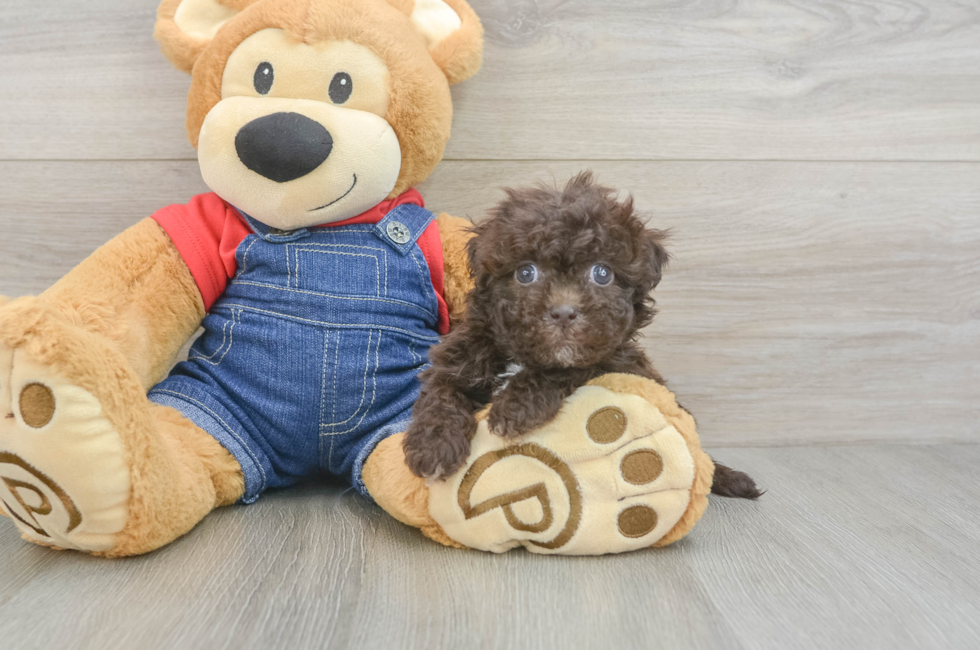 5 week old Havapoo Puppy For Sale - Seaside Pups