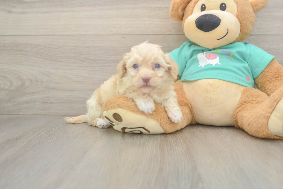 Fluffy Havapoo Poodle Mix Pup
