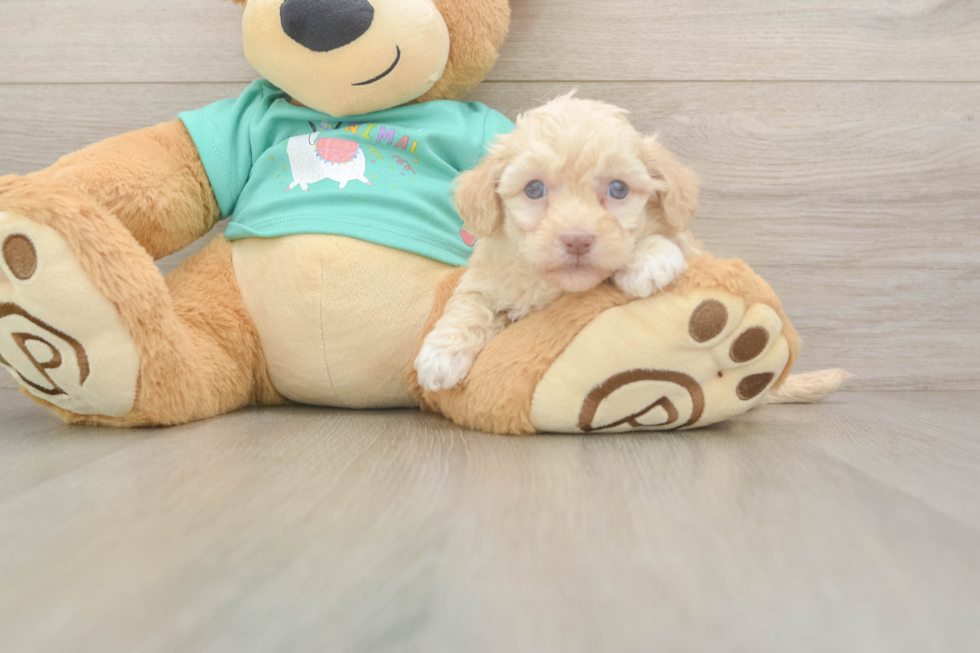 Playful Havadoodle Poodle Mix Puppy
