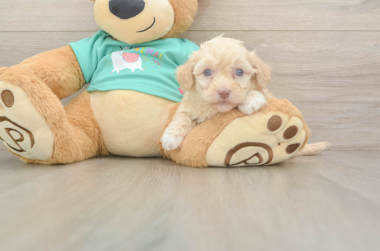Playful Havadoodle Poodle Mix Puppy