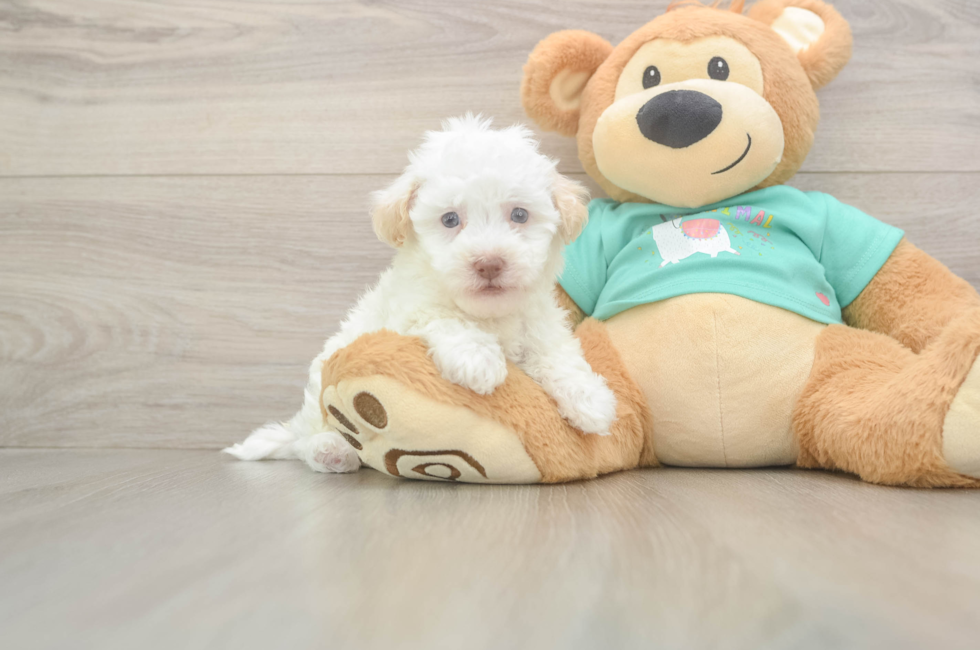 5 week old Havapoo Puppy For Sale - Seaside Pups