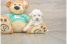 Havapoo Pup Being Cute