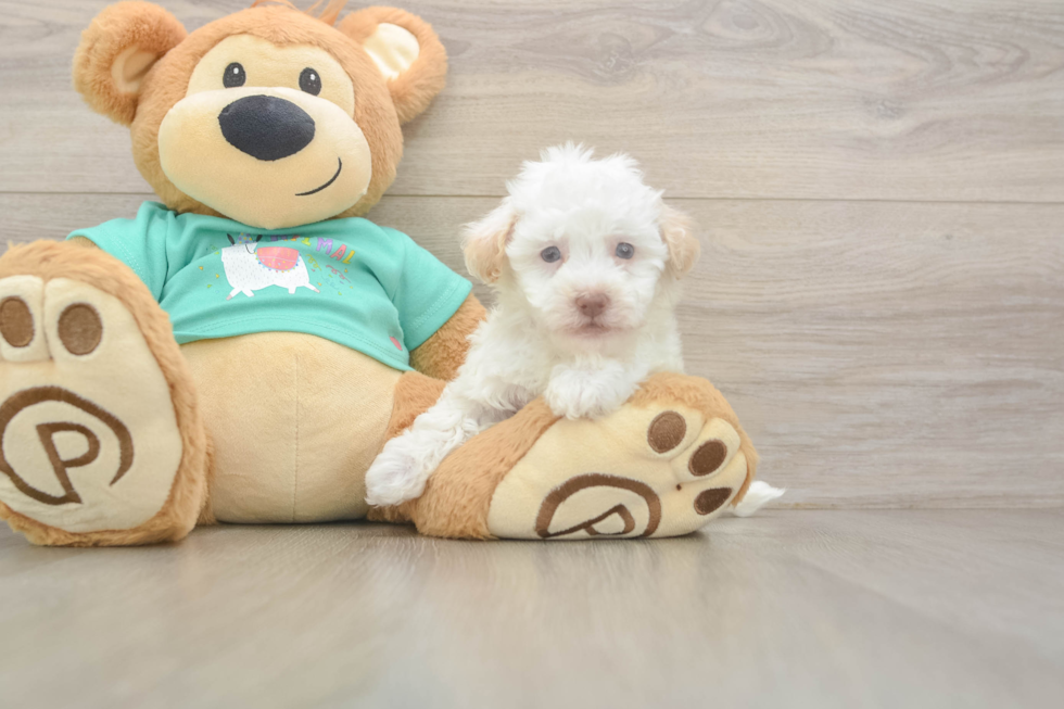 Havapoo Pup Being Cute