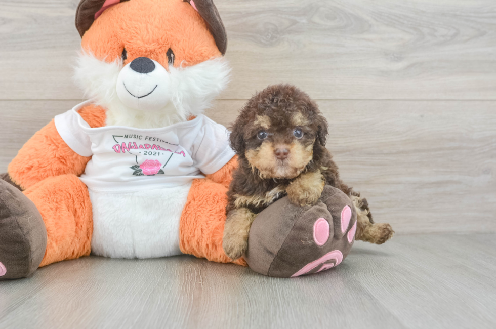 6 week old Havapoo Puppy For Sale - Seaside Pups