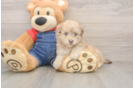 Friendly Havapoo Baby