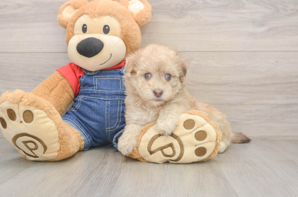 5 week old Havapoo Puppy For Sale - Seaside Pups