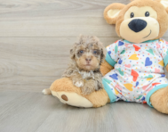 8 week old Havapoo Puppy For Sale - Seaside Pups