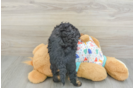 Havapoo Pup Being Cute