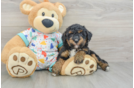 Havapoo Puppy for Adoption