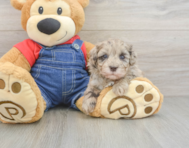 8 week old Havapoo Puppy For Sale - Seaside Pups