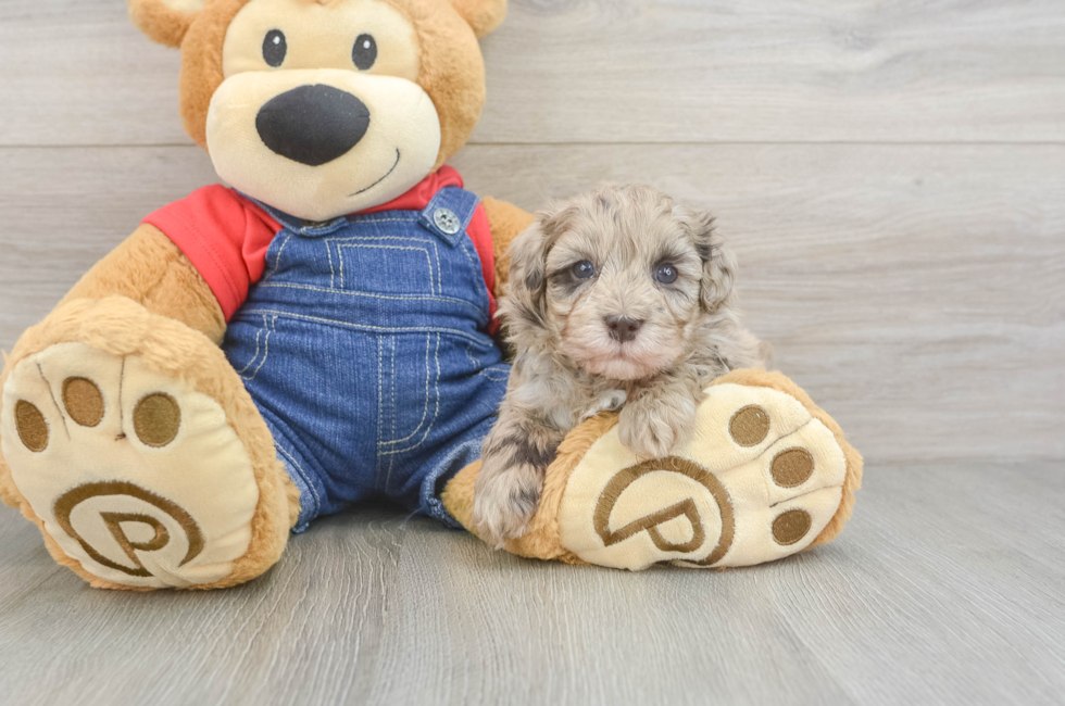 5 week old Havapoo Puppy For Sale - Seaside Pups