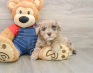 8 week old Havapoo Puppy For Sale - Seaside Pups