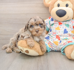 6 week old Havapoo Puppy For Sale - Seaside Pups