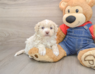 7 week old Havapoo Puppy For Sale - Seaside Pups