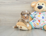 8 week old Havapoo Puppy For Sale - Seaside Pups