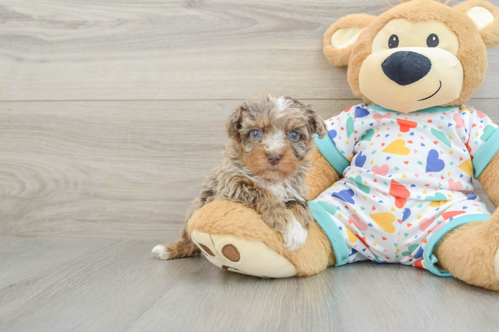 Havapoo Puppy for Adoption