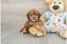 Havapoo Pup Being Cute