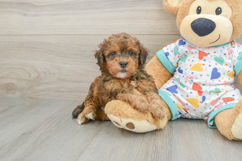 Havapoo Pup Being Cute