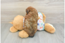Fluffy Havapoo Poodle Mix Pup