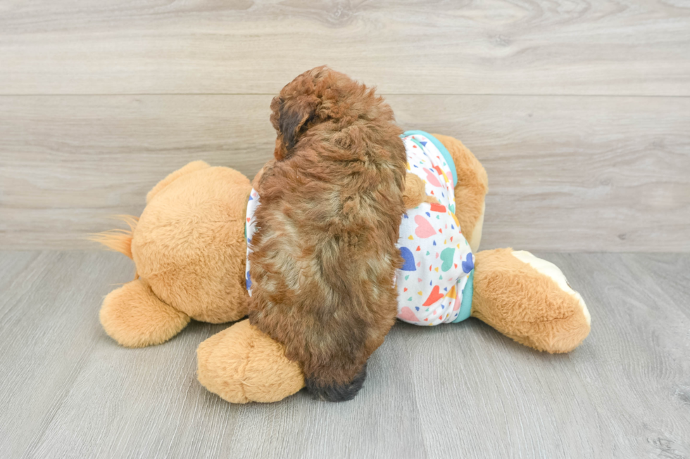Fluffy Havapoo Poodle Mix Pup