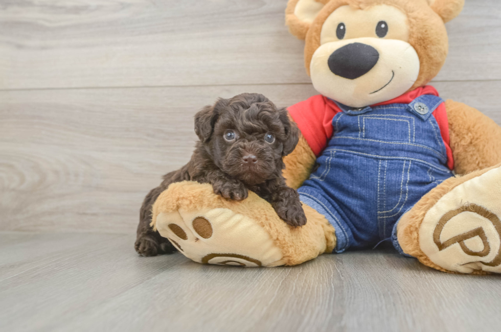 5 week old Havapoo Puppy For Sale - Seaside Pups