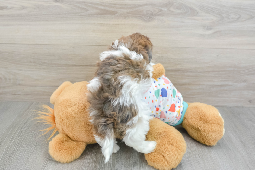 Energetic Havadoodle Poodle Mix Puppy