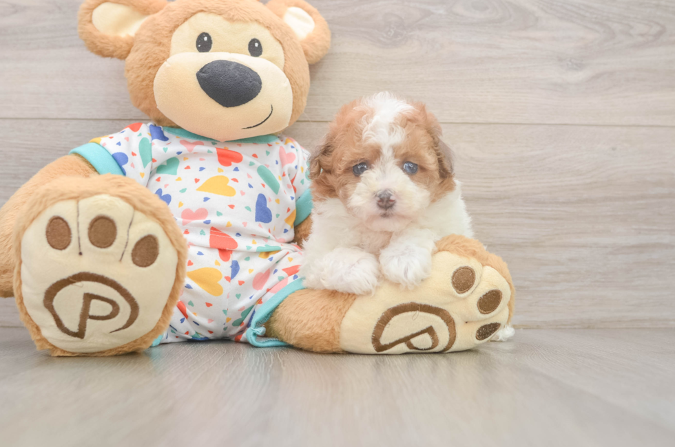 5 week old Havapoo Puppy For Sale - Seaside Pups