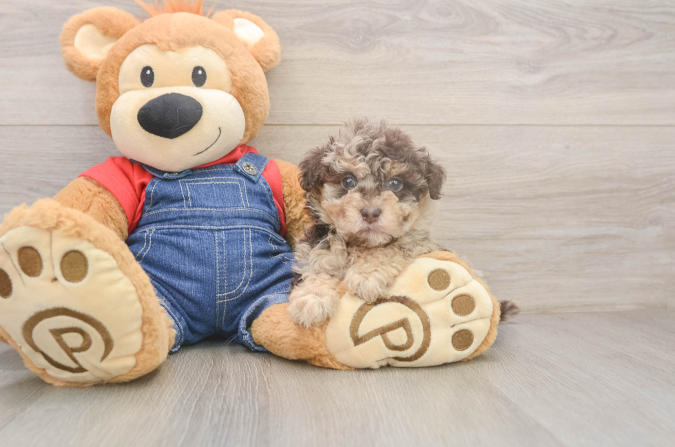 5 week old Havapoo Puppy For Sale - Seaside Pups