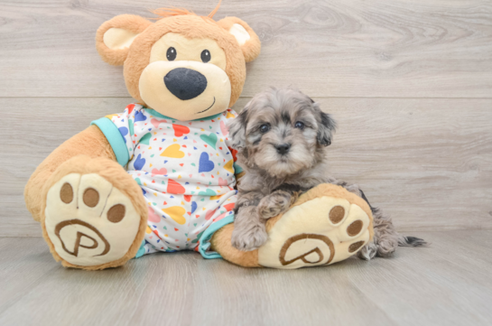 Best Havapoo Baby