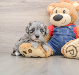 5 week old Havapoo Puppy For Sale - Seaside Pups