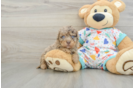 Little Havadoodle Poodle Mix Puppy