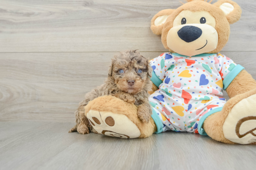 Little Havadoodle Poodle Mix Puppy