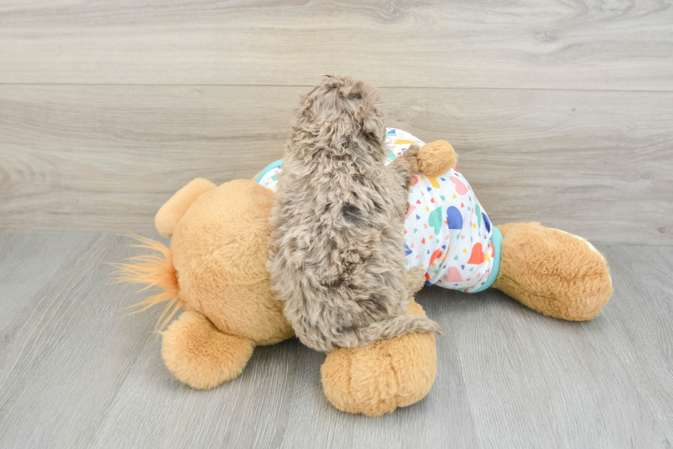 Havapoo Puppy for Adoption