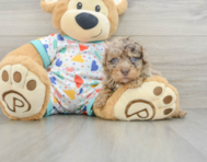 9 week old Havapoo Puppy For Sale - Seaside Pups