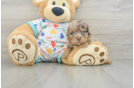 Havapoo Puppy for Adoption