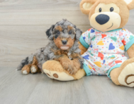 7 week old Havapoo Puppy For Sale - Seaside Pups