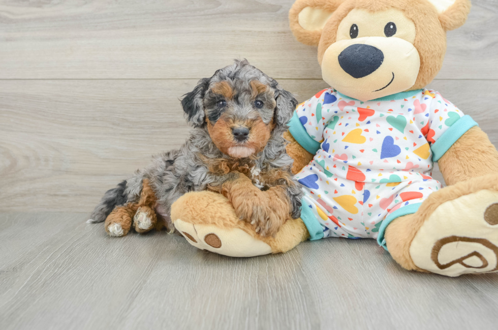 5 week old Havapoo Puppy For Sale - Seaside Pups
