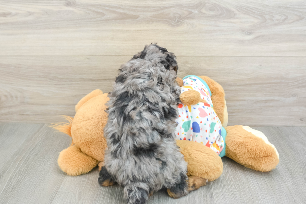 Havapoo Pup Being Cute