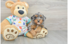 Funny Havapoo Poodle Mix Pup